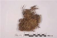 藏品(東亞直蒴蘚)的圖片